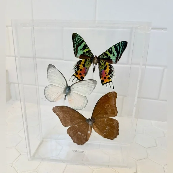 Taxidermy Real Butterfly Shadowbox Display Vintage 1990s - Picture 2 of 4